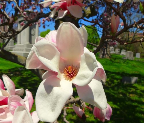 cemetery graveyard magnolia tree