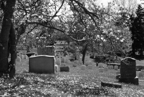 cemetery graveyard magnolia tree