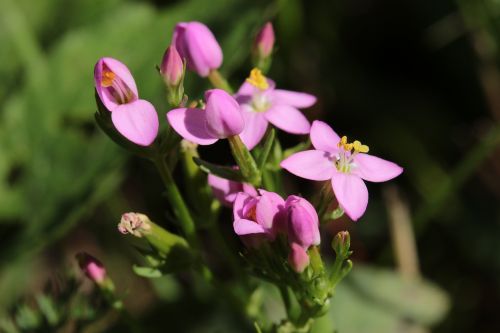 centaury flower pink