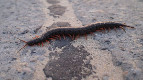 centipede insects home centipede