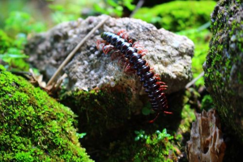 centipede scolopendra insect