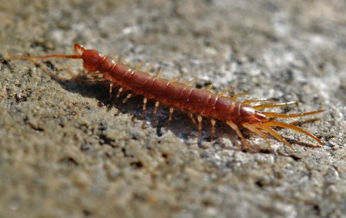 centipede creep worm