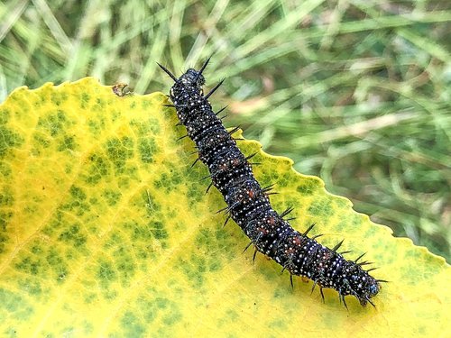 centipedes  caterpillar  animal