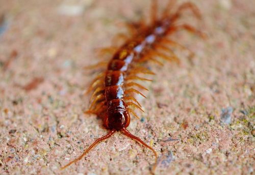 centipedes creeping insect