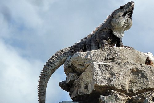 central america  mexico  iguana