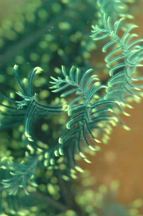 central japan underwater life sea