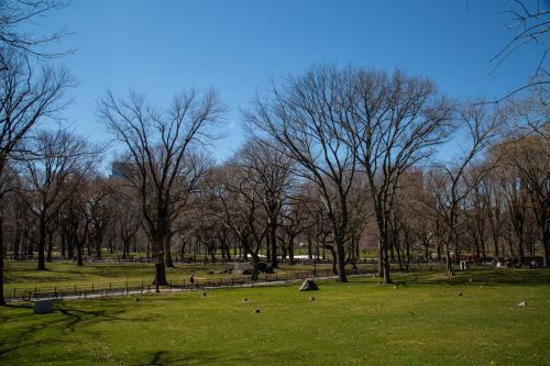 Central Park, NYC
