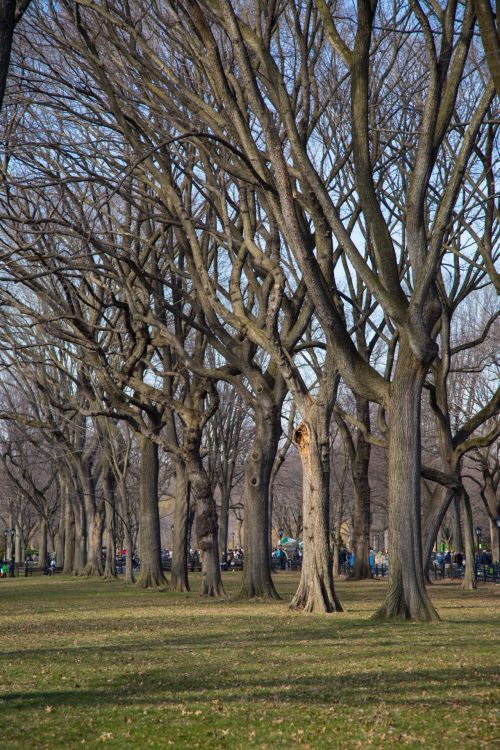 Central Park, NYC