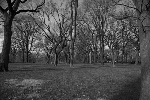 Central Park, NYC