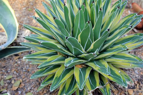 century plant desert plant