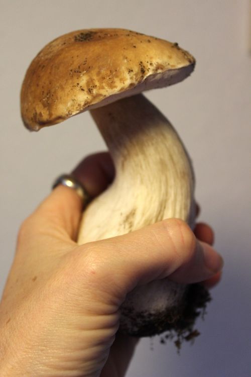 cep forest mushroom edible