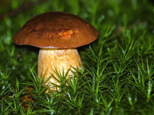 cep mushroom forest