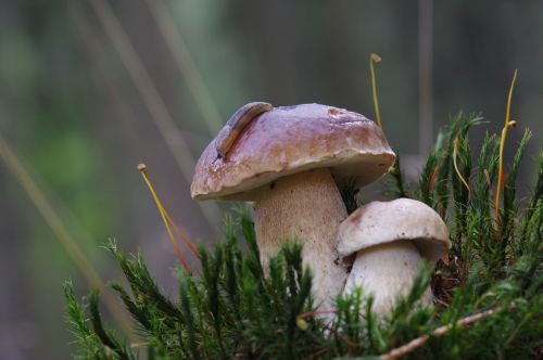 cep snail forest