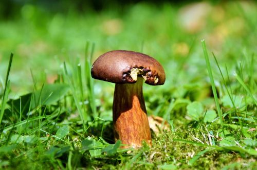 cep mushroom tube mushroom