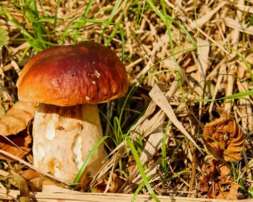 cep mushroom dark brown cap