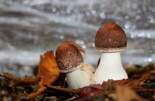 cep mushroom autumn mushroom