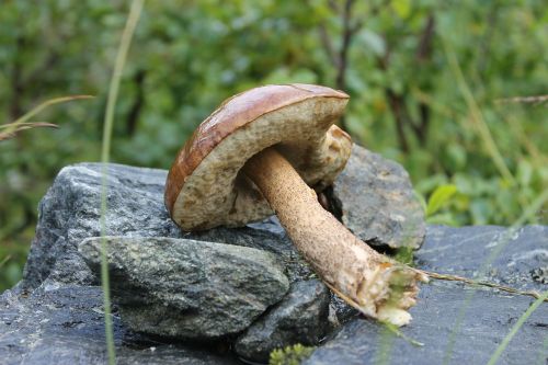 cep mushroom stone