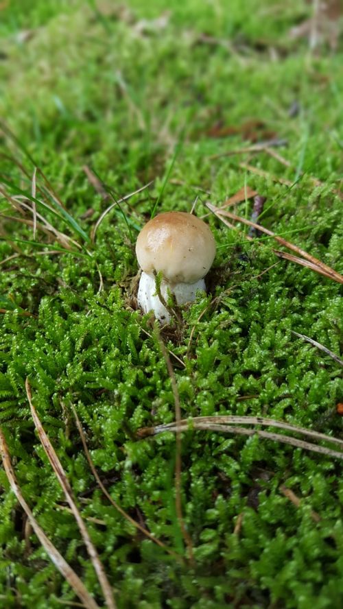 cep forest forest floor