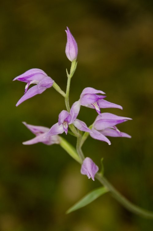cephalanthera  helleborine  orchid