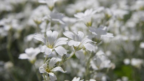 cerastium tomentosum  white  white flowers