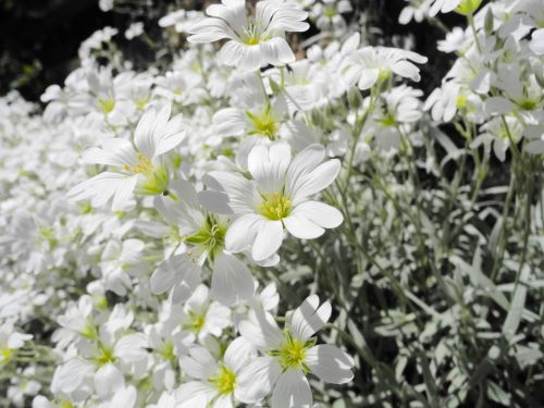 cerastium tomentosum flower blossom