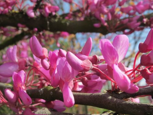 cercis siliquastrum judas tree judas-tree