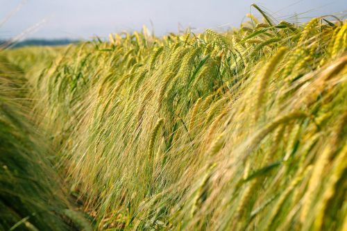 cereal nature crop