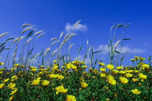 cereal barley flowers