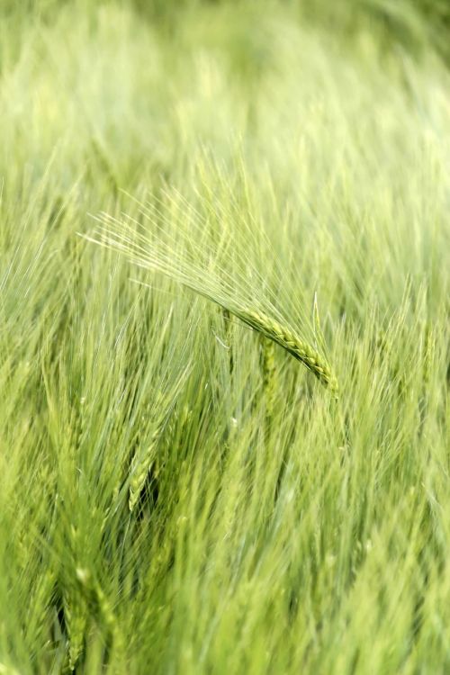 cereals honor cornfield