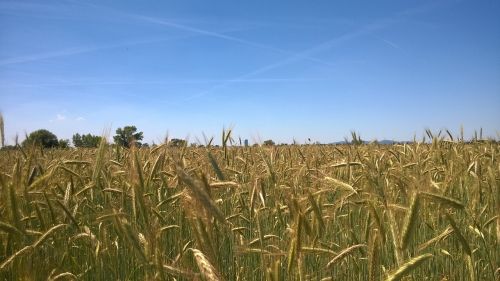 cereals field nature