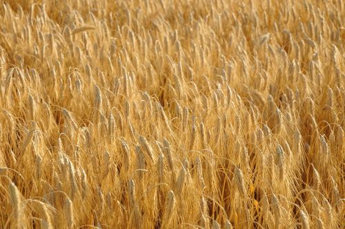 cereals wheat field