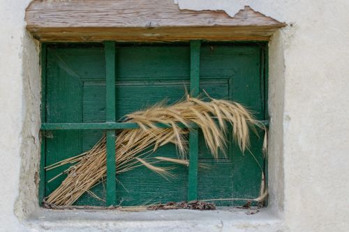 cereals ear grain