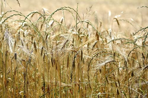 cereals yellow spike