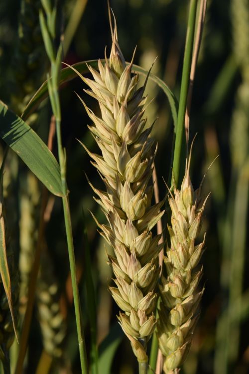 cereals close grain