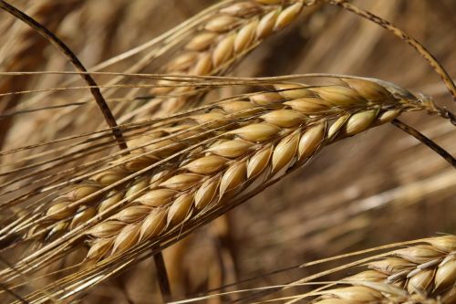 barley cereals ear