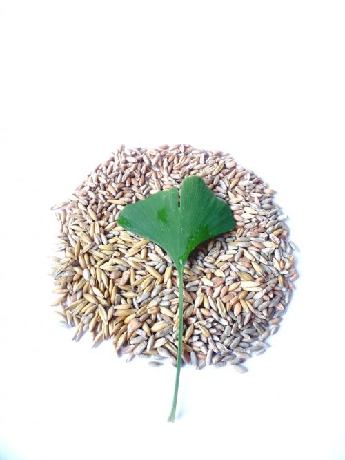 cereals ginkgo leaf ginko