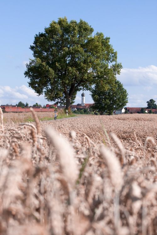 cereals staple food grain