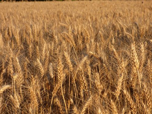 cereals durum wheat field