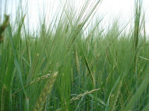 cereals rye wheat