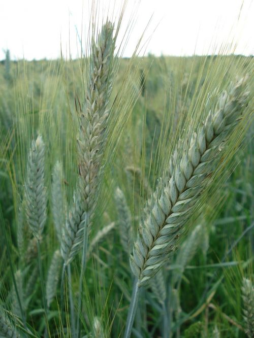 cereals rye wheat