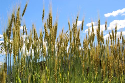 cereals wheat cornfield