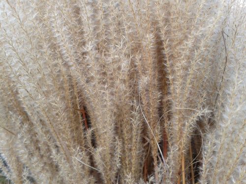 cereals harvest field