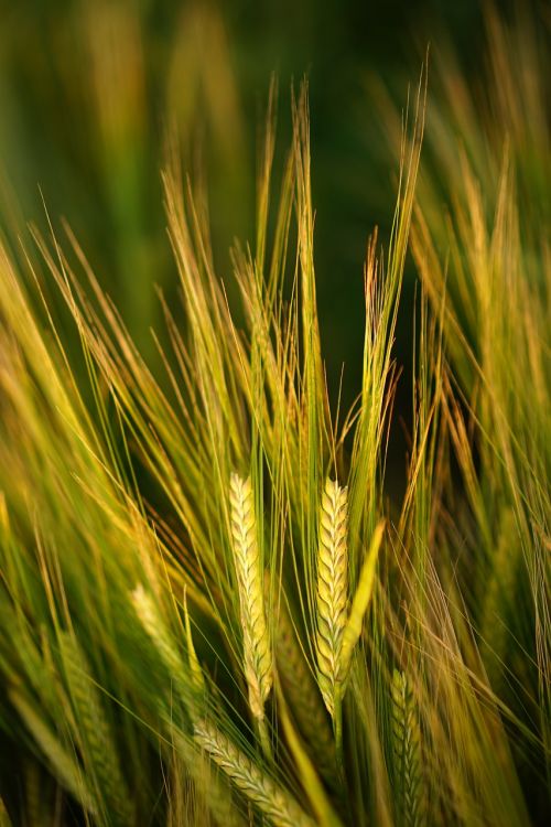 cereals barley field