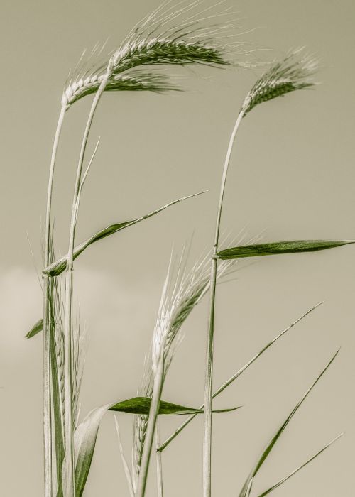 cereals barley agriculture