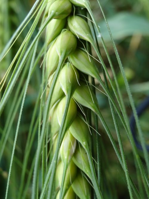 cereals agriculture nature