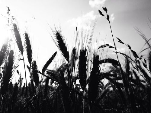 cereals wheat field ear