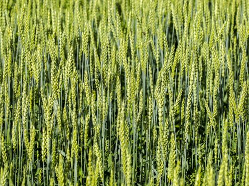 cereals field cornfield