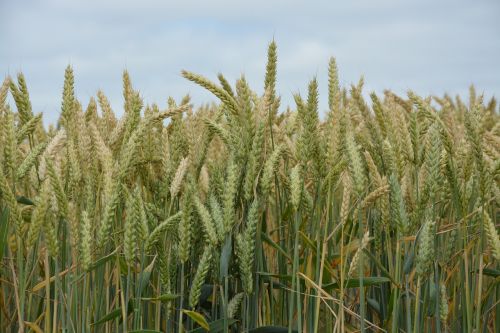 cereals wheats fields