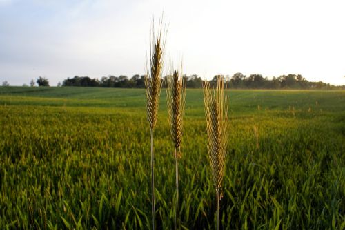cereals agriculture fields