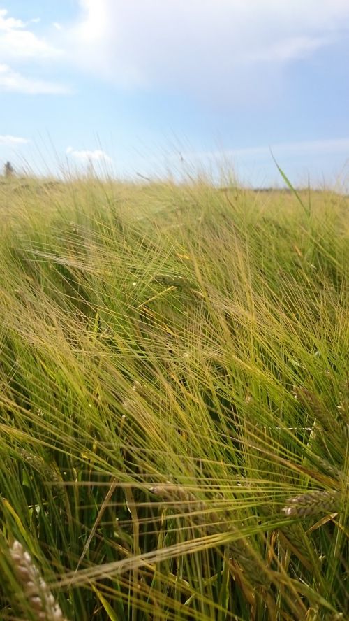 cereals wheat field